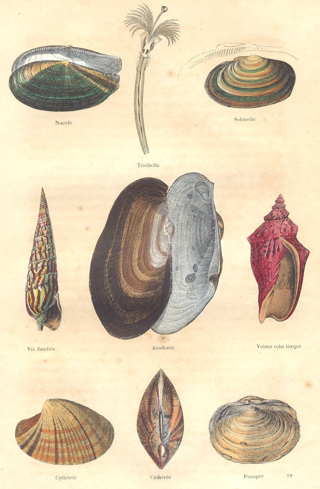 MOLLUSCS. nutlet; Térébelle; Solenelle, screw spike, floater, Volute 1873